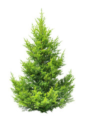 Arborvitae tree isolated on white