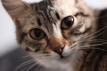 Photo de chat d'appartement, portrait.