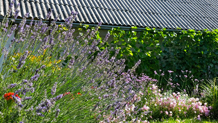 garden in the spring with blooming flowers