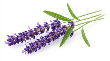 Obraz premium Fresh lavender bouquet with vibrant purple flowers and green leaves, perfect for decor. isolated on white background.
