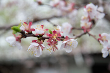 Blooming apricot branch with white-pink flowers