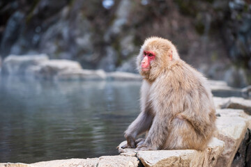 Naklejka premium Japanese Snow monkey on rock by hot water, Jigokudani, Nagano