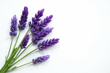 Obraz premium Delicate lavender stems arranged on stark white , wedding, aroma