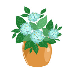 Blue hydrangea in a pot on white background