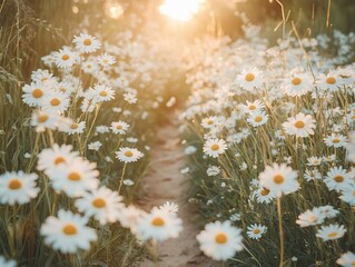  Chamomile scattered along wild path, petals catching golden hour light, nestled among tall grass and weeds, earthy tones show natural, untamed garden scene.