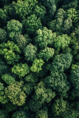 Fototapeta premium Aerial view of lush green forest canopy, nature conservation, Earth Day awareness, sustainable environment, biodiversity, eco-friendly landscape, peaceful tranquility.