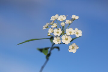 Spiraea cantoniensis is a species of plant native to China