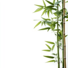 Naklejka premium Bamboo stalks, green leaves, white background