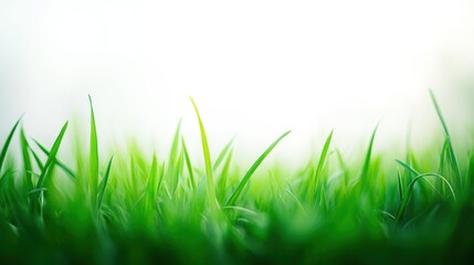 Fototapeta premium Fresh green grass blades, nature close-up, spring season, outdoor garden, environmental beauty, healthy growth, ideal background for Earth Day and eco-friendly themes.