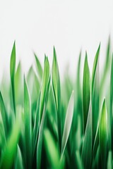 Fresh green grass blades, nature background, spring season, renewal, Earth Day inspiration, healthy environment, outdoor serenity, sustainable living, vibrant growth.