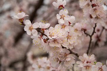 Delicate Apricot Blossoms on a Spring Branch