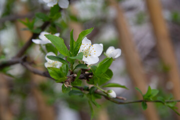 Flowering plum branch against the background of nature
