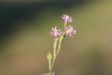 Obraz premium silene nocturna flower in spring