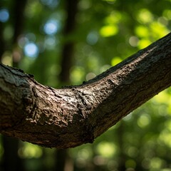 Obraz premium trunk of a tree