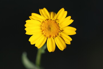 close up of wild yellow diasy in spring