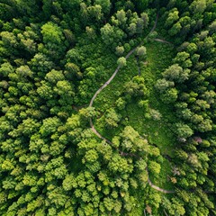 close up of broccoli
