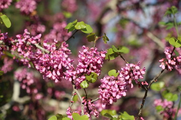 blossoms of Cercis siliquastrum (Judas tree) in spring