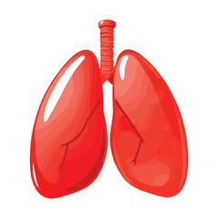 Red lung illustration against white background highlights human respiratory system anatomy and health