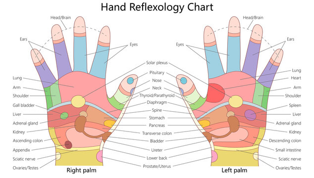 hand reflexology chart illustrating pressure points linked to different organs, including the heart, lungs, liver, stomach, spine, and nervous system diagram hand drawn raster illustration.