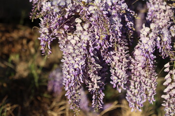 beautiful blooms of wisteria in spring