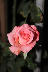 pink rose in the garden