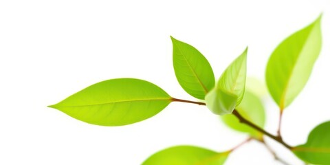 Fototapeta premium Single vibrant green plant, isolated on pure white background, isolated, bright