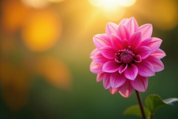 Fototapeta premium A vibrant pink dahlia blossom basks in the warm glow of the setting sun, its delicate petals unfurling against a softly blurred background of autumnal hues.