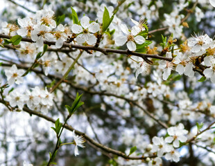 Blooming mirabelle tree in summer.