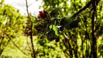 Apple flowers on tree.