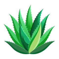 vibrant aloe vera plant with thick  spiky leaves