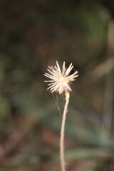 dandelion seed head