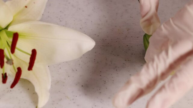 Detailed Flower Dissection in Laboratory Setting