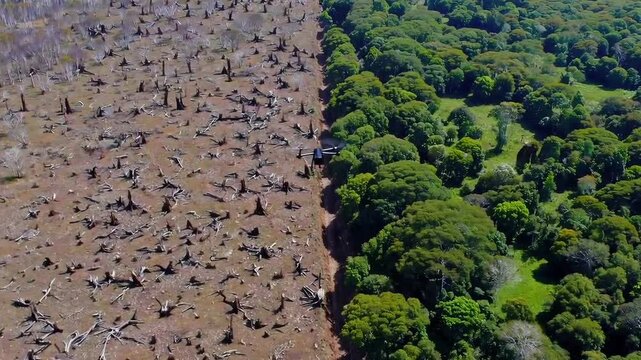 Aerial view of deforestation bordering lush green forest: contrasting landscapes