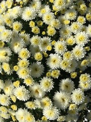 chrysanthemum