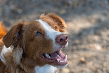 Close-up of a happy, playful brown and white young dog looking up with excitement, nova scotia duck...