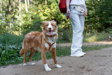 nova scotia duck tolling retriever, dog with a harness stands on a dirt path next to its owner,...