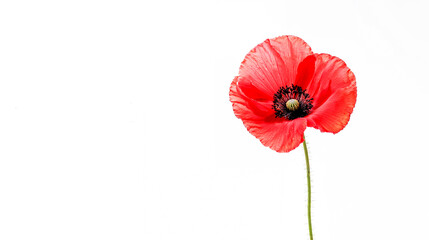 une seule fleur de coquelicot isolée sur fond blanc