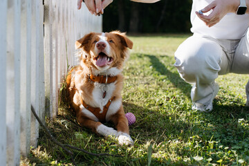 nova scotia duck tolling retriever, cheerful dog with a reddish-brown and white coat eagerly looks...