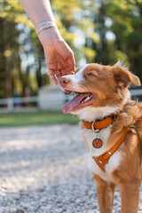 nova scotia duck tolling retriever, joyful brown and white dog with a leather collar and harness...