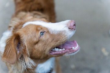 Close-up of a happy, playful brown and white young dog looking up with excitement, nova scotia duck...