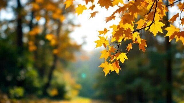 Golden autumn leaves forming shifting patterns 