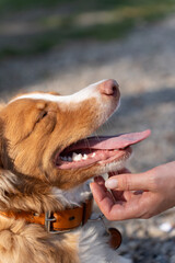 A happy brown and white dog with a leather collar enjoys gentle chin scratches from its owner. The...
