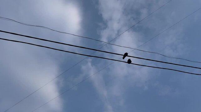 A pair of pigeons sits on power lines in the city against a blue sky. Urban birds on wires. Shot of pigeons standing on power lines. Pigeons in the city sat on power lines