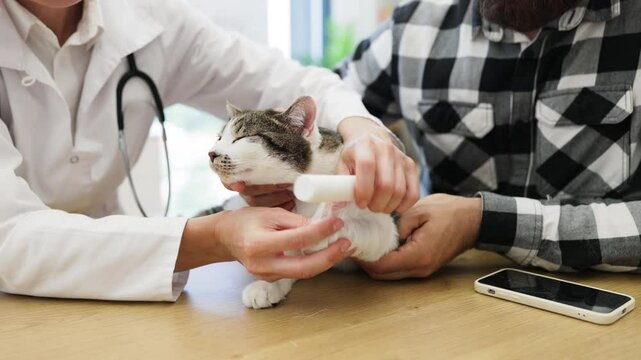 Veterinarian treating cat with injured paw, human owners comforting pet, indoors at clinic.