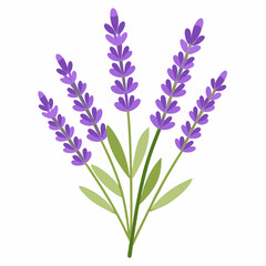 delicate lavender sprigs with tiny purple flowers