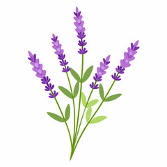 delicate lavender sprigs with tiny purple flowers