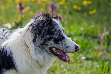 Portrait of an Australian shepherd against a backdrop of flowering meadows