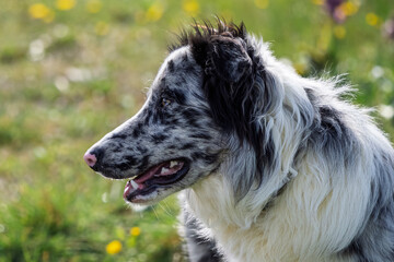 Portrait of an Australian shepherd against a backdrop of flowering meadows