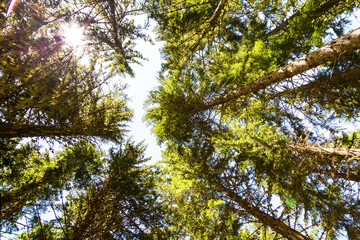 Looking up green trees forest background and sun between trunks