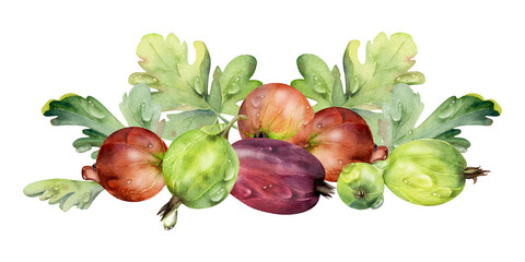 Gooseberry Currant berries leaves in water dew drops, ripe garden huckleberry casseille juneberry. Isolated botanical illustration, watercolor hand drawn. For restaurant, dessert menu, farmers market